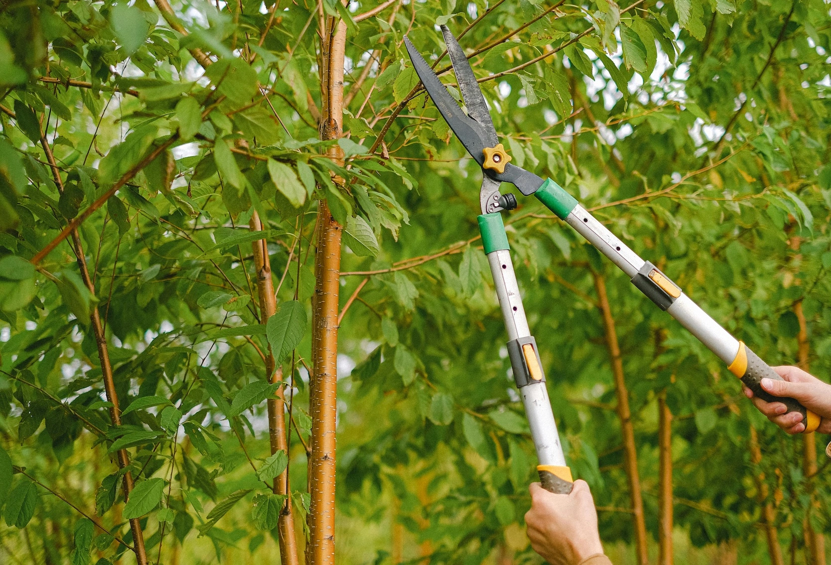 Réalisation Installation arrosage automatique Sanary sur mer - Le Jardin des Copains